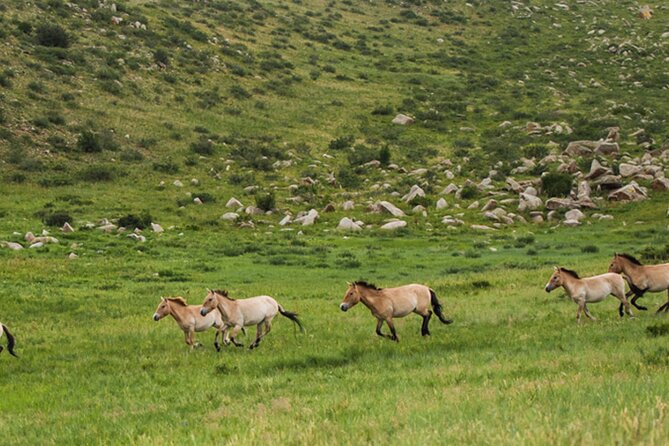 1 Day Semi-Gobi Tour Including Lunch And Free Camel +Bonus Khustai National Park - Khustai National Park bonus: Przewalski horses and the wildlife you can actually spot