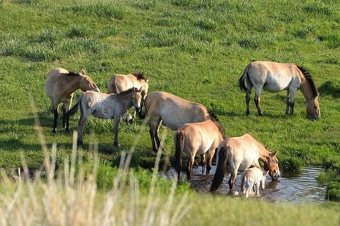 1 Day Semi-Gobi Tour Including Lunch And Free Camel +Bonus Khustai National Park - Should you book this Semi-Gobi plus Khustai tour?