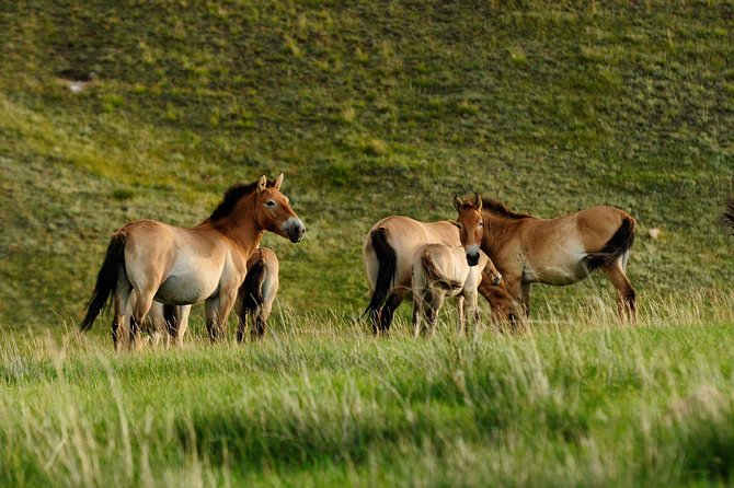 1 Day Tour: Khustai National Park - Key things that make Khustai feel worth the time