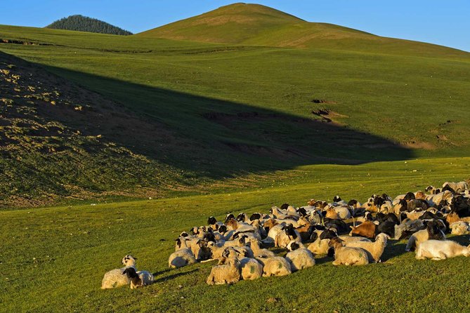 1 Day Tour: Khustai National Park - Khustain Nuruu National Park: the Takhi story you’ll actually notice