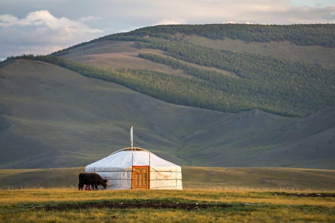1 Day Tour: Khustai National Park - Wildlife spotting at Khustai: how you’ll actually find the horses