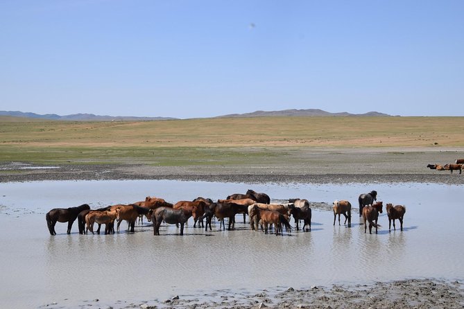 2 day Central Mongolia - Camel ride time on the steppe, a highlight if you keep expectations simple