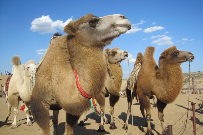 2 day Central Mongolia - Karakorum on day two: Mongol Empire museum and Erdene Zuu’s pull
