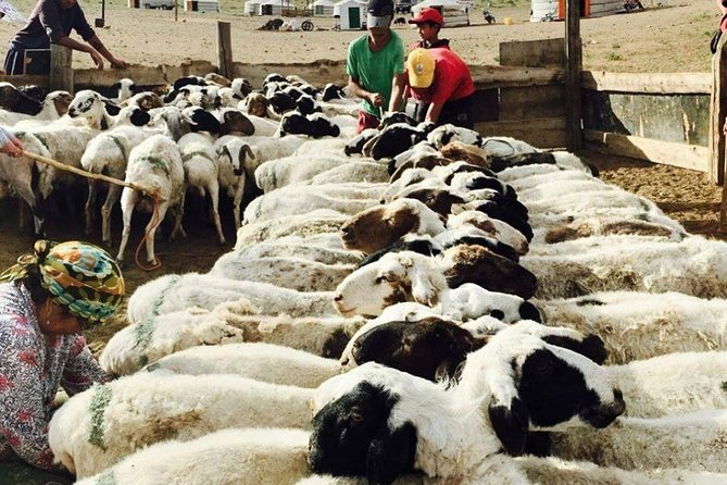 2D,1N Gobi desert and Old city Kharkhorum stay with Nomadic family - Day 2: Kharkhorin by the Orkhon River and Erdenezuu monastery visits