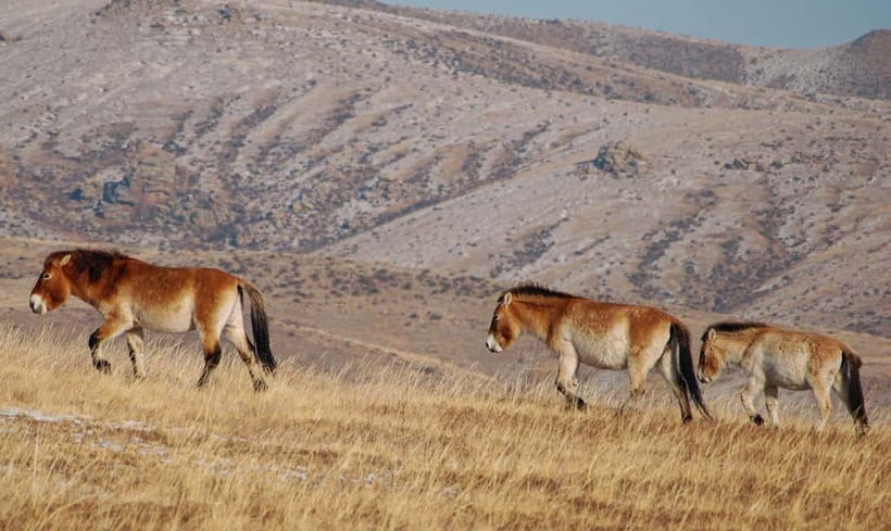 4 Days Central Mongolia-Amazing experiece - Day 4: Khustain Nuruu National Park and Return to Ulaanbaatar