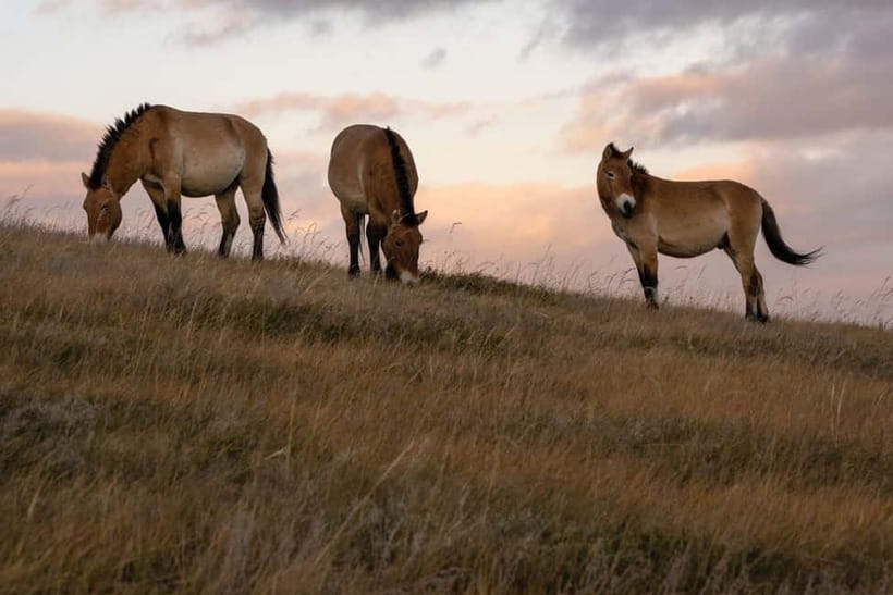 4 Days Central Mongolia-Amazing experiece - Your Best Match: Who Should Book and Who Might Feel Uncomfortable