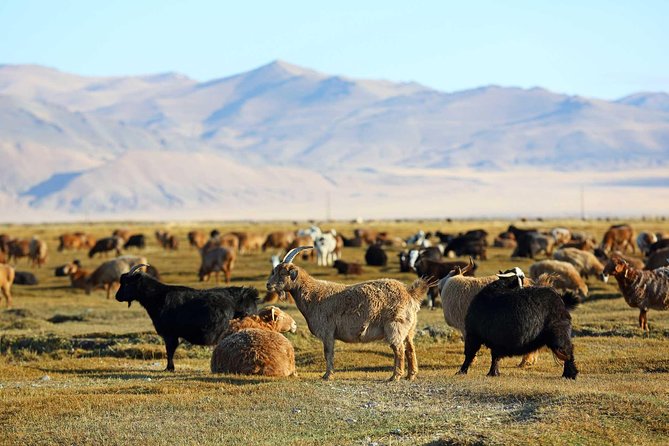 4 Days Tour: Central Mongolia - Day 1 around Kharakhorum and Erdene Zuu Monastery energy