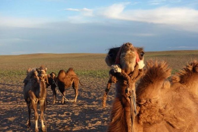 7 days Central Mongolia and Great Gobi - Price and value: where the $1,500 really lands
