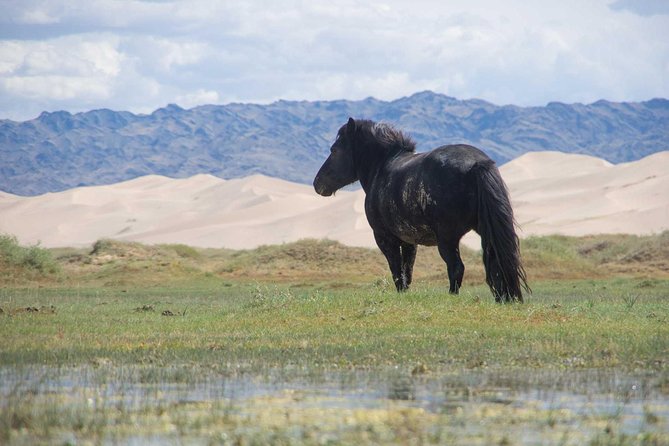 8 Days Tour: Gobi Desert And Kharkhorin - A small-group Gobi route that keeps the day-to-day manageable