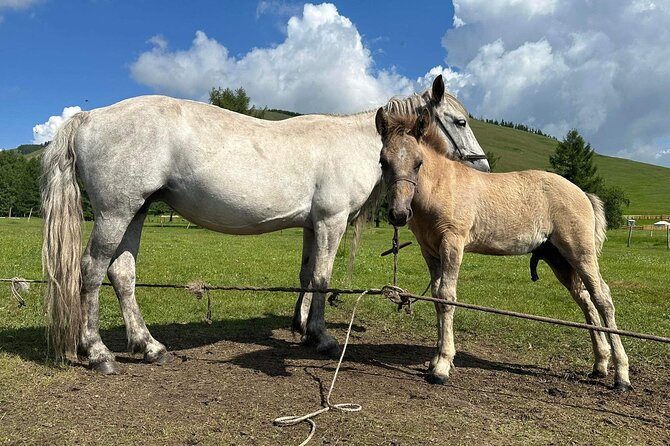 A Day Authentic Mongolian Trip near Ulaanbaatar all-inclusive - Horse riding time blocks, trainers, and what to expect if you are new