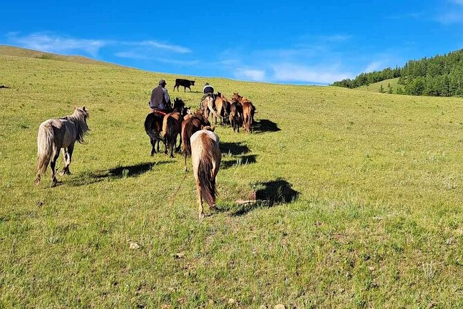 A Day Authentic Mongolian Trip near Ulaanbaatar all-inclusive - Dinner in a ger setting: khorkhog or boodog, cooked the traditional way