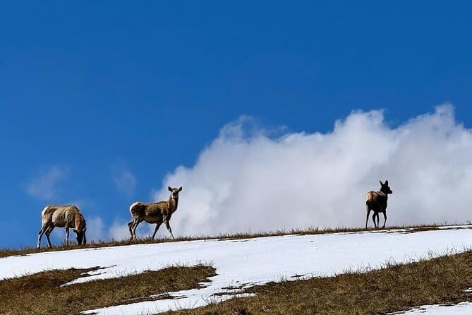 Authentic Mongolian two days tours in Terelj & Khustai National P - Day 1: Ulaanbaatar to Khustain Nuruu National Park and Takhi Time