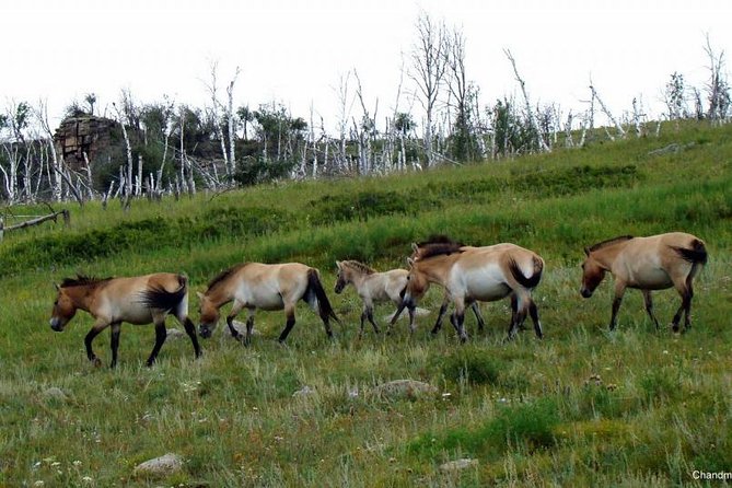 Day Tour of Hustai National Park - Timing in the real world: 9:00 am start, 5 to 8 hours, and lots of driving time