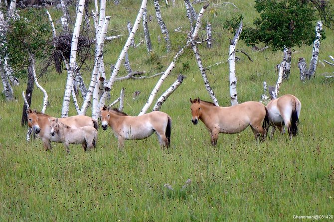 Day Tour of Hustai National Park - Walks, views, off-road time, and what to pack