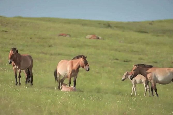 Day Tour of Hustai National Park - Should you book the Hustai National Park day tour?