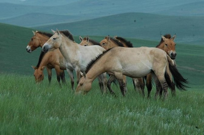 Day Tour of Hustai National Park - Finding Przewalski horses: what close viewing can look like