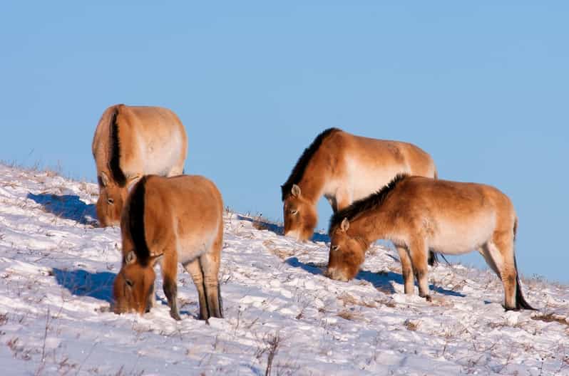 Day tour to Hustai national park - Day trip from Töv to Hustai National Park: the basic rhythm