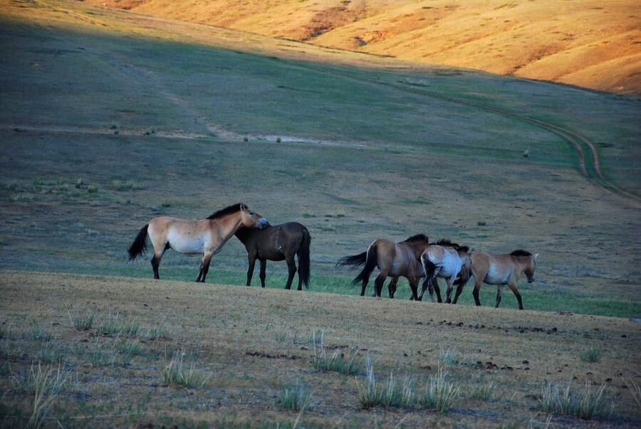 Day tour to Hustai national park - Binoculars change the whole day (seriously)