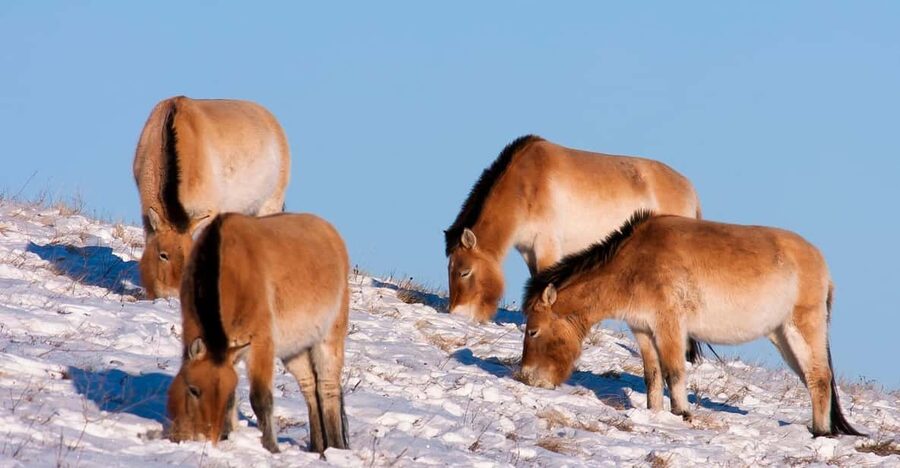 Day tour to Hustai national park - What your day looks like, step by step (and what to watch for)