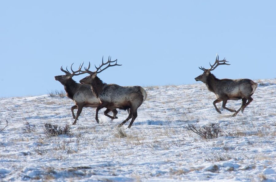 Day tour to Hustai national park - Timing and wildlife odds: why earlier scanning helps