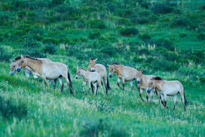 Essence of Mongolia 5 Days - What the long driving days really mean for you