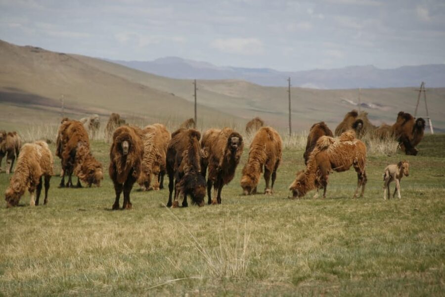 From Ulaanbaatar: Day Trip to Hustai National Park - Key things I’d plan around