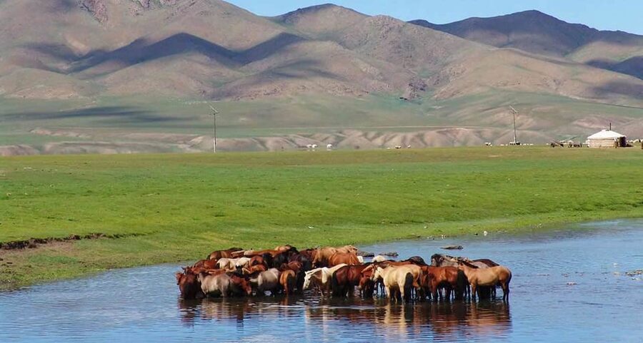 From Ulaanbaatar: Day Trip to Hustai National Park - Lunch at the park area, then a cultural food stop