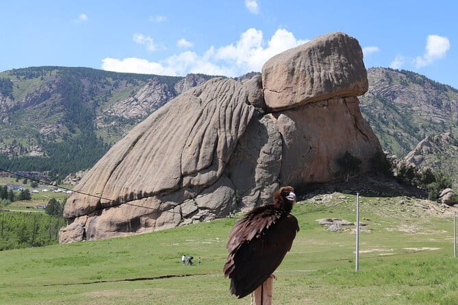 Full Day Chinggis Khaan Statue & Terelj NP Tour +Horseride, Eagle - Eagle on your shoulder near Turtle Rock