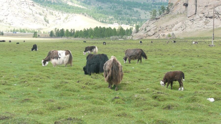 Guided Day Tour Terelj National Park Chinggis Khaan Statue - The big idea: three Mongolian icons in one packed day