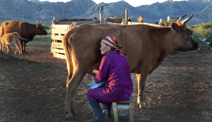 MONGOLIAN NOMADS: 2-Day Horse Trekking & Cow Milking Tour - Who should book this nomad horse trek, and who should skip it