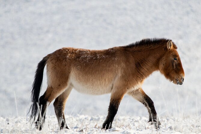Private Day Tour in Hustai Nuruu National Park - Key Takeaways Before You Go