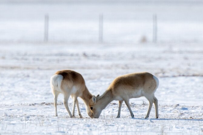 Private Day Tour in Hustai Nuruu National Park - Private Transport and a Full 8 to 10 Hour Day