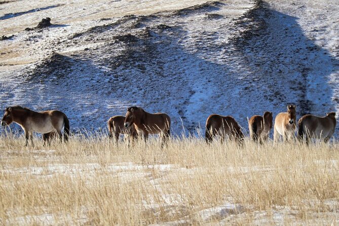 Private Day Tour in Hustai Nuruu National Park - The Herder Family Visit: Mongolian Nomadic Life with Food and Drink