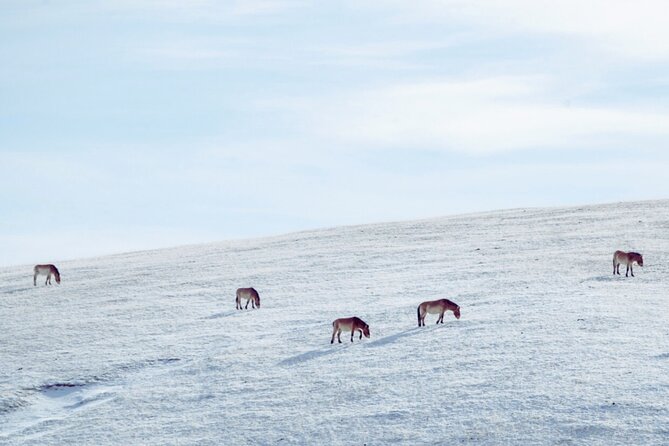 Private Day Tour in Hustai Nuruu National Park - Lunch Included: The Simple Comfort That Makes a Long Day Work