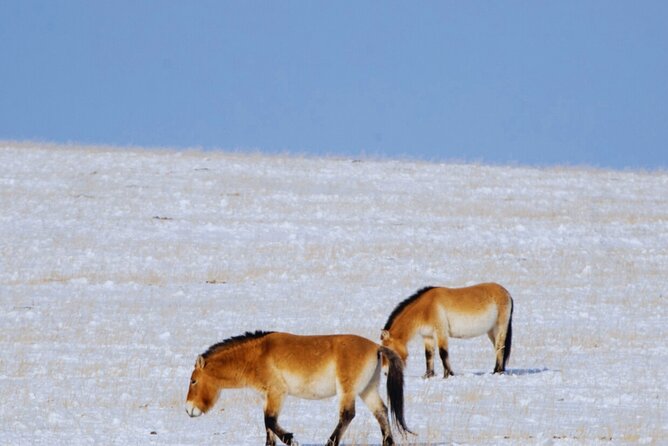 Private Day Tour in Hustai Nuruu National Park - Price and Value: Is $160 Per Person Fair?