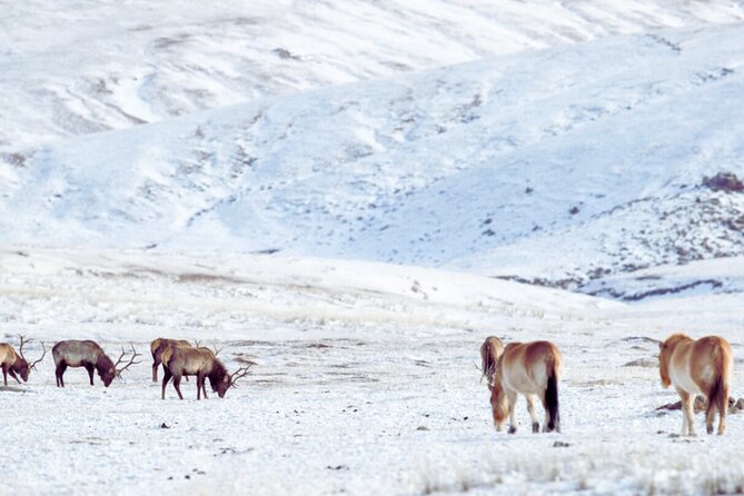 Private Day Tour in Hustai Nuruu National Park - Stop 1 at Khustain Nuruu National Park: Conservation, Then Wildlife