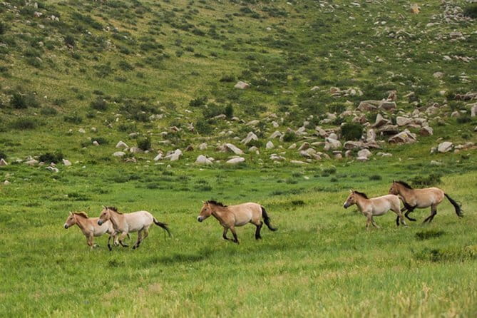 Private Full-Day Cycling Tour from Ulaanbaatar - Bikes, safety equipment, and what to bring anyway