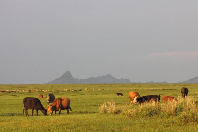 The Best of Central Mongolia Tour in 5 Days - Day 5: Hustai National Park and the Takhi Wild Horse Moment