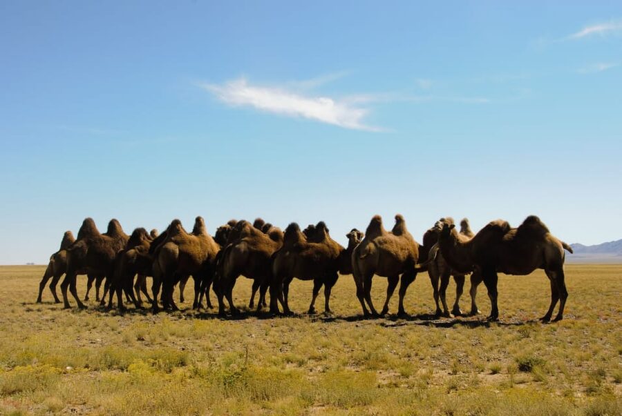 Ulaanbaatar: Semi-Gobi Desert Day Trip & Camel Ride - Elsen Tasarkhai, the Semi-Gobi: Hiking and Wildlife Moments