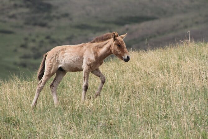 Wildlife Watching Day Tour at Hustai National Park - Key highlights you will actually use